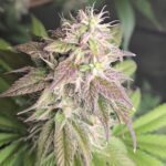 Profile photo of SpaceGawd00