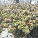 Profile photo of Paul_muller