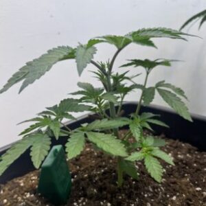 Profile photo of Mustard-Gizmo