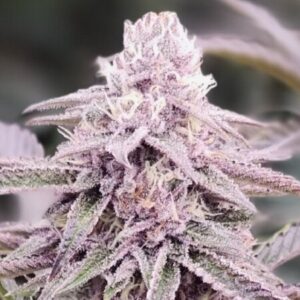 Profile photo of Billyenn